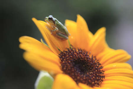 frogの写真素材