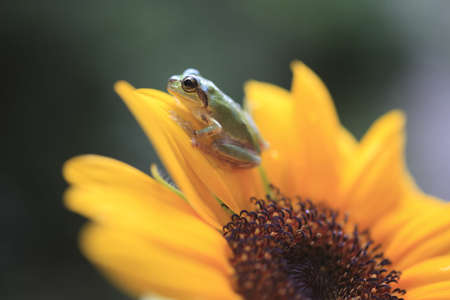 frogの写真素材