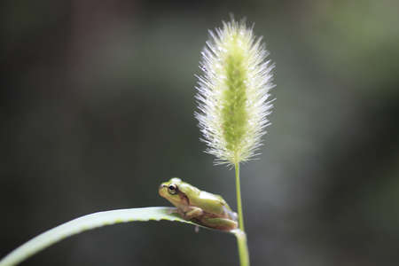 frogの写真素材