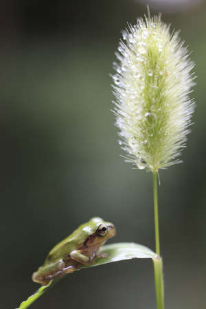 frogの写真素材