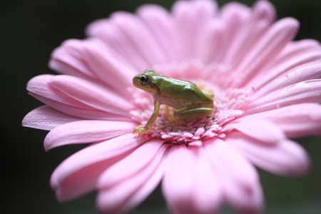 frogの写真素材