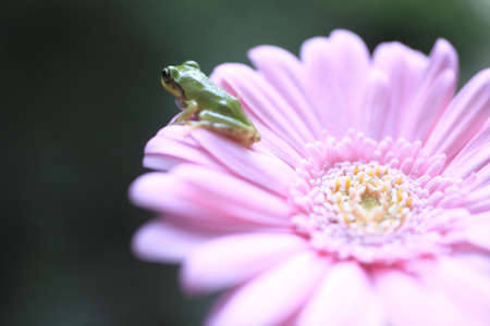 frogの写真素材