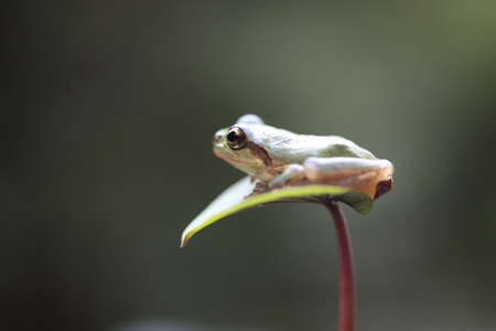 frogの写真素材