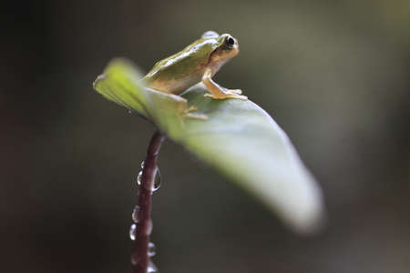 frog