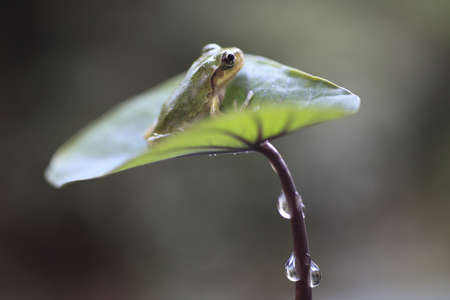 frogの写真素材