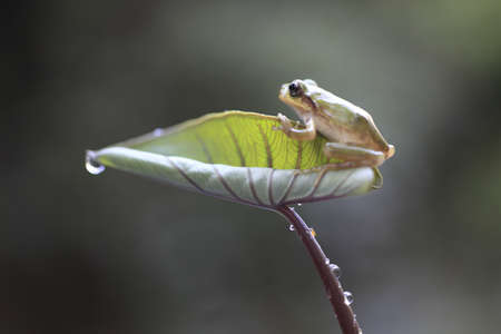 frogの写真素材