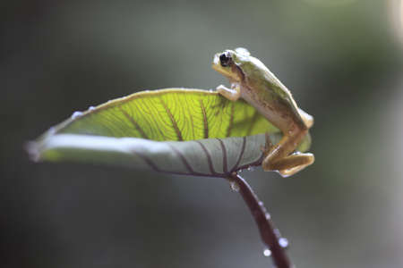 frogの写真素材