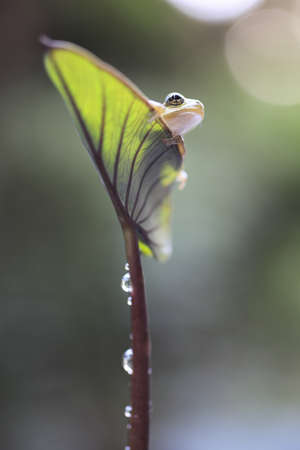frogの写真素材