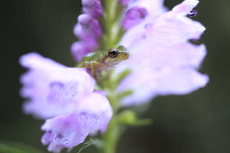 frogの写真素材