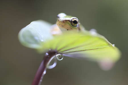 frogの写真素材