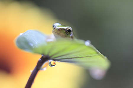 frogの写真素材