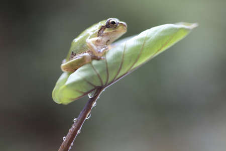 frogの写真素材