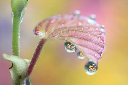 Water droplets suspended on the underside of a leaf reflect the surrounding plants in perfect miniature.の写真素材