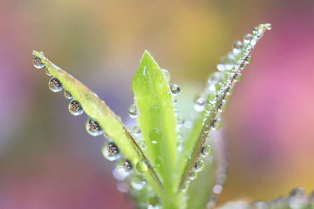 Four perfect round water droplets cling to the margin of a leaf in a garden in a display of perfection in natureの写真素材