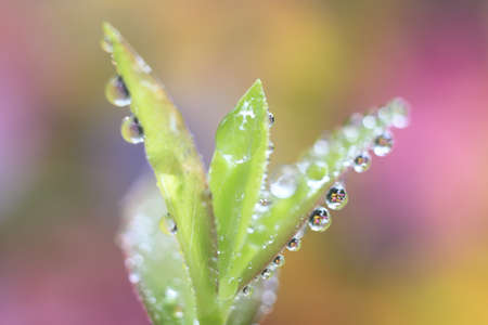 Four perfect round water droplets cling to the margin of a leaf in a garden in a display of perfection in natureの写真素材