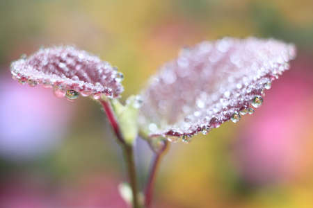 Four perfect round water droplets cling to the margin of a leaf in a garden in a display of perfection in natureの写真素材