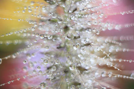 An abstract myriad of water droplets suspended from fine filaments of plants in a garden forming a tracery of shapes and lightの写真素材