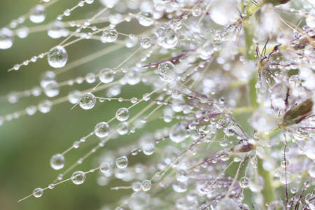An abstract myriad of water droplets suspended from fine filaments of plants in a garden forming a tracery of shapes and lightの写真素材