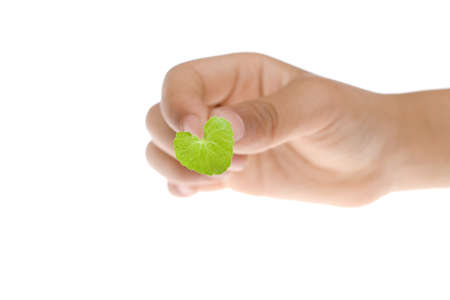 A hand holding a small green heart-shaped leaf on a white backgroundの写真素材