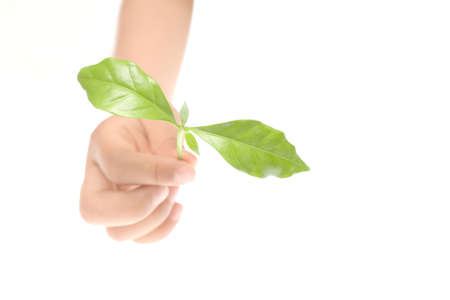 Hand holding a young plant on white backgroundの写真素材