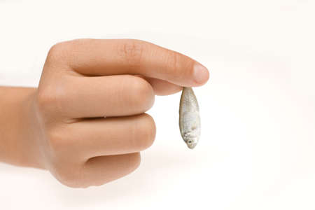 Hand holding a tiny fresh whole sprat which is usually consumed canned or can be used as bait in fishingの写真素材