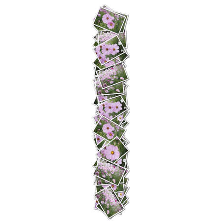 Alphabet flower Font, made from flower photo.の写真素材