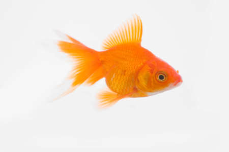 Gold fishの写真素材