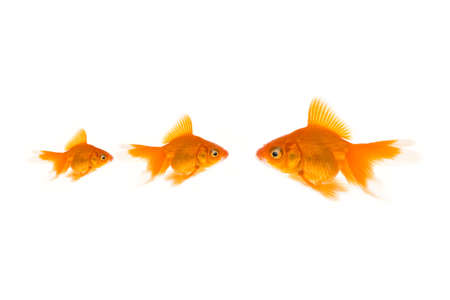 Gold fishの写真素材