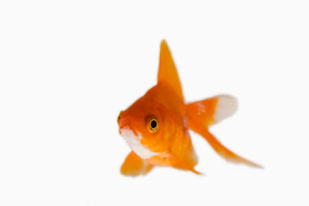 Gold fishの写真素材