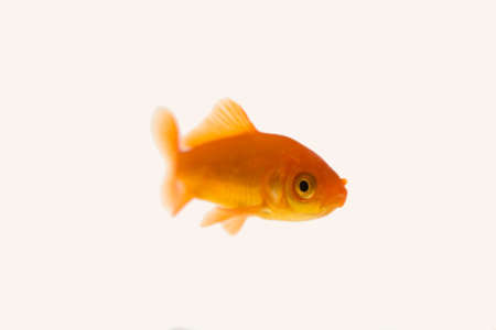 Gold fishの写真素材