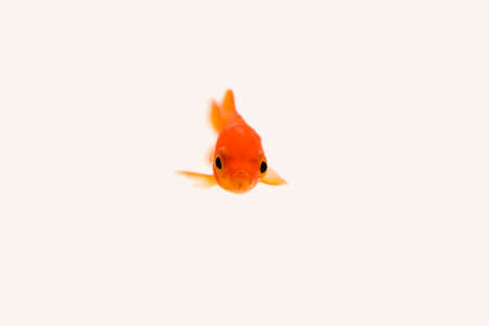Gold fishの写真素材