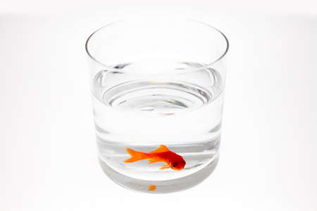 Gold fishの写真素材