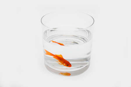 Gold fishの写真素材