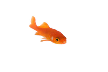 Gold fishの写真素材