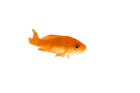 Gold fishの写真素材