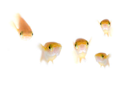 Japanese medakaの写真素材