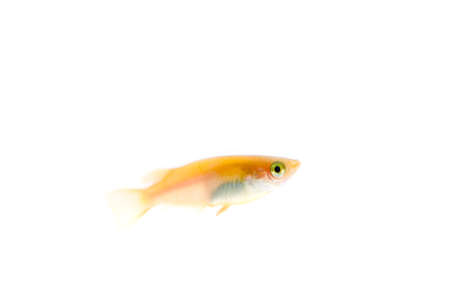 Japanese medakaの写真素材