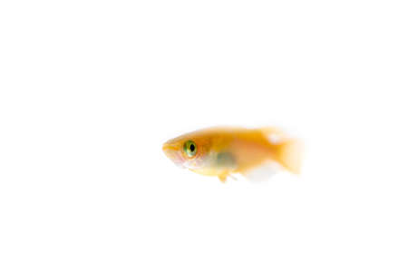 Japanese medakaの写真素材