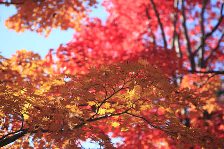 Autumnal ornament, red leaves 