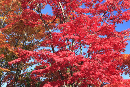Autumnal ornament, red leaves 