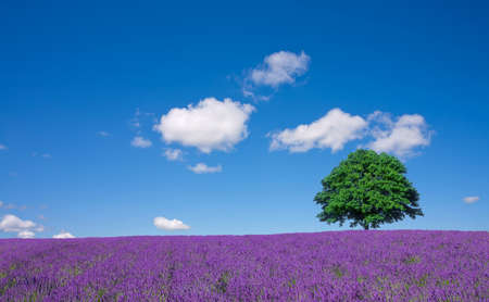lavender fields and lone treeの写真素材