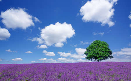 lavender fields and lone treeの写真素材