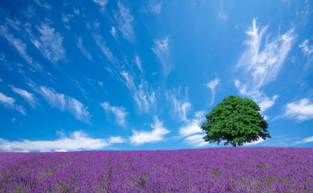 lavender fields and lone treeの写真素材