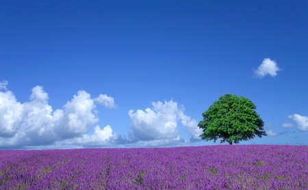 lavender fields and lone treeの写真素材