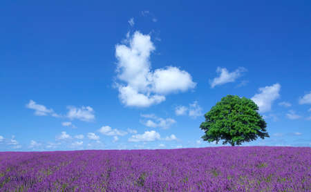lavender fields and lone treeの写真素材