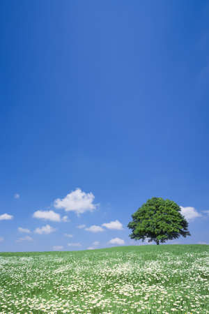 White flower field and lone treeの写真素材