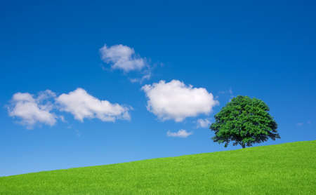 Green fields and lone treeの写真素材