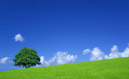 Green fields and lone treeの写真素材