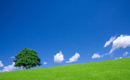 Green fields and lone treeの写真素材