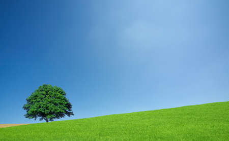 Green fields and lone treeの写真素材